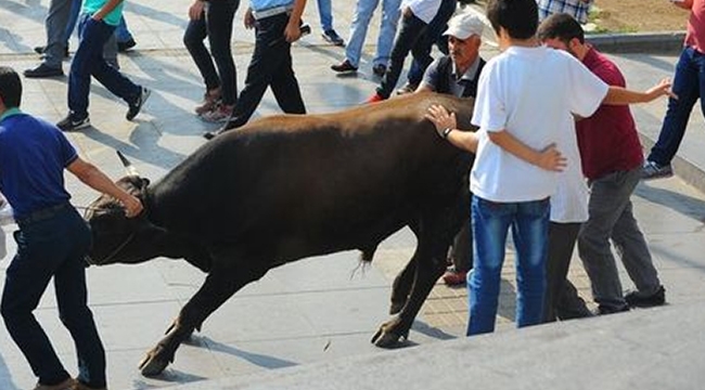 Kaçan kurbanlık boğa AVM'ye sığındı - Bursa haberleri