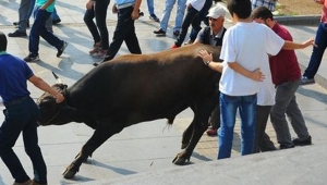 Kaçan kurbanlık boğa AVM'ye sığındı - Bursa haberleri