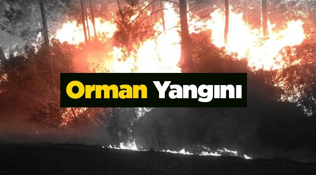 Son dakika haberi: Antalya'da orman yangını