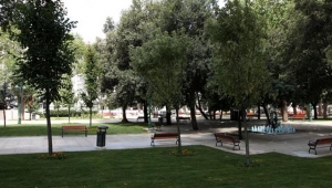 İstanbul'da fırtınada devrilen 2 bin 118 ağacın yerine 4 bin 236 ağaç dikilecek