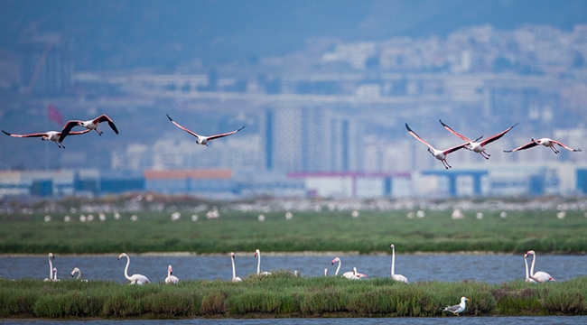 İzmir’in Gediz Deltası Türkiye’nin İlk UNESCO Dünya Doğa Mirası olabilir