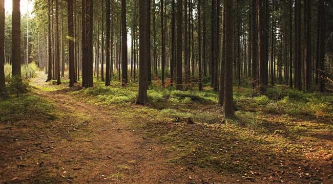Orman Kanunu yönetmeliği değişti