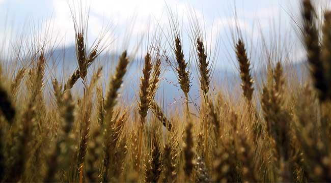 25 yılda Konya büyüklüğünde tarım alanı kaybedildi