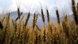 25 yılda Konya büyüklüğünde tarım alanı kaybedildi