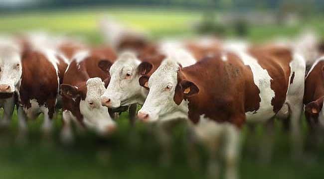 Hayvancılık desteklerinde önemli düzenleme