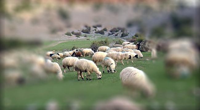 Bakanlıktan yeni Hayvancılık desteklemeleri uygulama tebliği