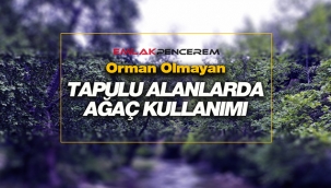 Tapulu taşınmazlar üzerinde ağaç kullanımı hakkında yeni düzenleme