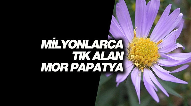 Bir anda milyonlarca tık alan gizemli "mor papatya"