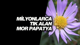Bir anda milyonlarca tık alan gizemli