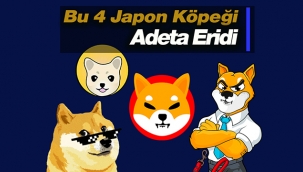 Bu 4 Japon köpeği adeta yok oldu! DOGE, SHIB, KISHU, AKITA fiyat analizi...