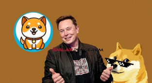 Elon Musk tanıttı! Baby Doge Coin nedir, nereden alınır?