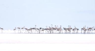 Flamingolara Tuz Gölü'nde can suyu