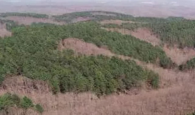 Bu 5 ilde orman sınırları için kritik karar Resmi Gazete'de