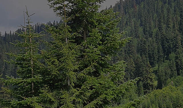 Orman Kanunu düzenlemesi Resmi Gazete'de