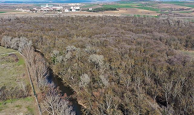 Bu 13 ilde çok sayıda olan orman sınırı dışına çıkartıldı!