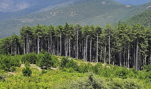 Bu 8 ilde çok sayıda alan orman sınırları dışına çıkartıldı!