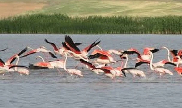 Flamingo geçiş bölgesi Kırşehir'deki Seyfe Gölü için kritik karar