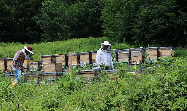 Orman Köylüsüne 1,3 Milyar TL Destek