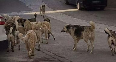 3 ilde Sahipsiz Hayvanları Koruma Birliği adımı
