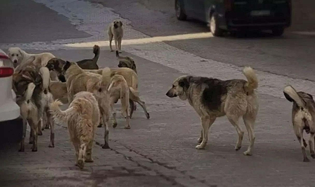 3 ilde Sahipsiz Hayvanları Koruma Birliği adımı